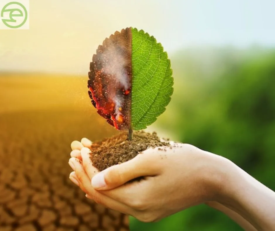 Sustainable Paper Industry Myths vs Facts Desertification
