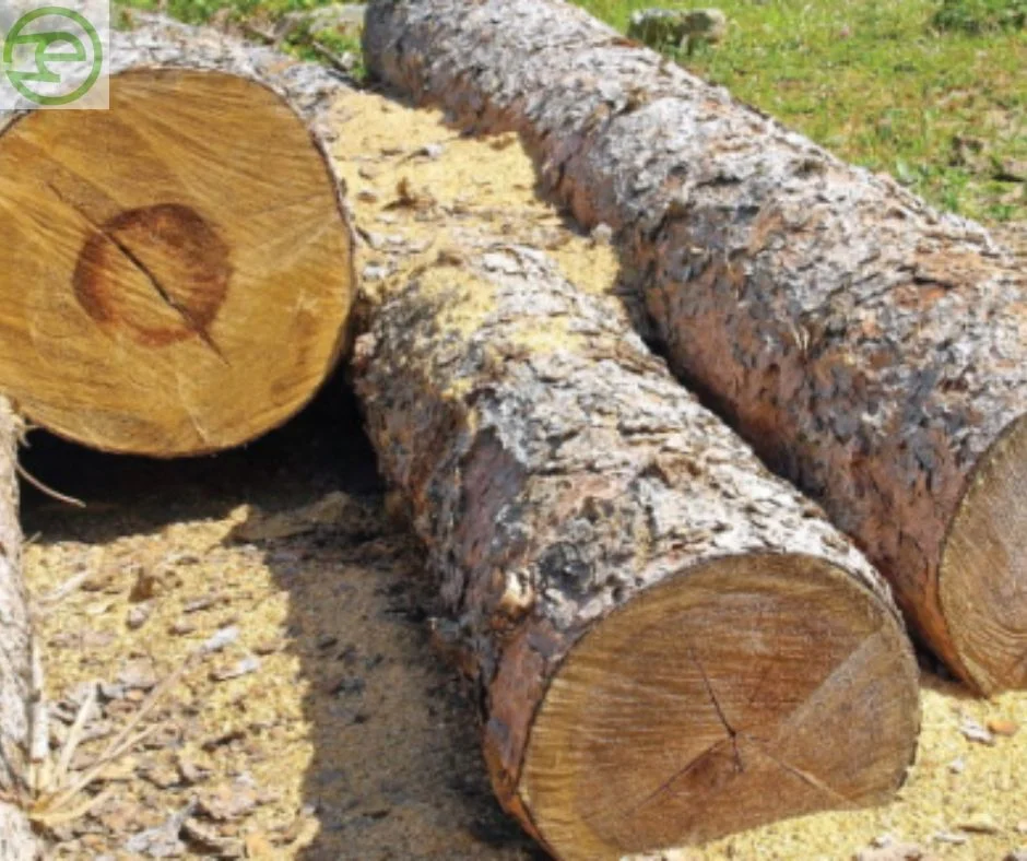 Paper Industry Consumes Large Amounts of Wood